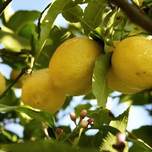 B&B Il Giardino di Gabri